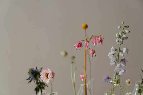 Delicate Beauty